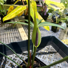 Load image into Gallery viewer, Anthurium Polydactylum, Exact Plant Ships Nationwide
