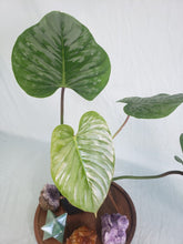 Load image into Gallery viewer, Philodendron Sodiroi True Form, Exact Plant
