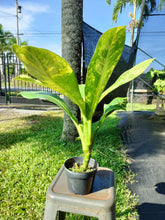 Load image into Gallery viewer, Dieffenbachia big ben, Exact Plant Ships Nationwide.
