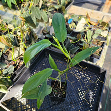 Load image into Gallery viewer, Philodendron Panduriforme, Exact Plant Ships Nationwide
