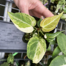 Load image into Gallery viewer, Anthurium Crystallinum Variegated exact plant, Fedex 2day*
