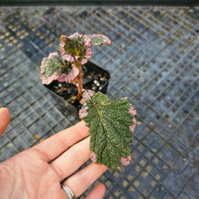 Load image into Gallery viewer, Begonia U012, Exact Plant Ships Nationwide
