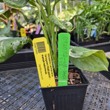 Load image into Gallery viewer, Monstera Lechleriana , Exact Plant Variegated Ships Nationwide
