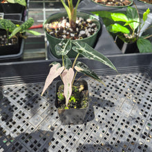 Load image into Gallery viewer, Alocasia Bambino Arrow Pink variegated 2.5" pot, Fedex 2day*
