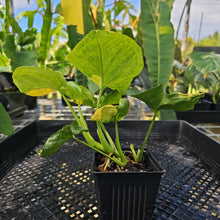 Load image into Gallery viewer, Syngonium Mango Allusion, Orm Thong, Exact Plant Variegated Ships Nationwide

