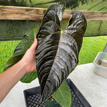 Load image into Gallery viewer, Anthurium Moodeanum x Veitchii, exact plant, Fedex 2day*
