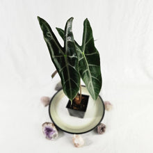 Load image into Gallery viewer, Alocasia Longiloba, Denudata, Exact Plant
