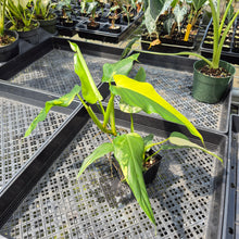 Load image into Gallery viewer, Philodendron Domesticum Variegated exact plant, Fedex 2day*
