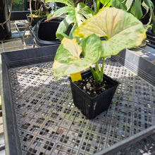 Load image into Gallery viewer, Syngonium Mango Allusion, Orm Thong, Exact Plant Variegated Ships Nationwide
