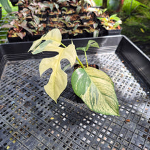 Load image into Gallery viewer, Rhaphidophora Tetrasperma Albo Variegated exact plant, Fedex 2day*
