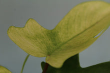 Load image into Gallery viewer, Philodendron Florida Ghost exact plant, ships nationwide
