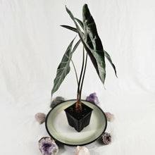 Load image into Gallery viewer, Alocasia Longiloba, Denudata, Exact Plant
