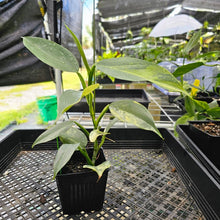 Load image into Gallery viewer, Philodendron Hastatum Silver Sword, Exact Plant Variegated Ships Nationwide
