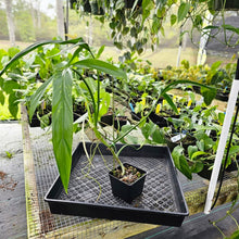 Load image into Gallery viewer, Philodendron Holtonianum, Exact Plant Ships Nationwide
