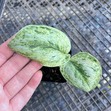 Load image into Gallery viewer, Scindapsus Peasun, Exact Plant Variegated Ships Nationwide
