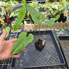 Load image into Gallery viewer, Anthurium Cupulispathum X Pedatum , Exact Plant Ships Nationwide
