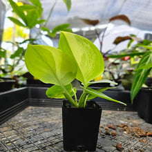 Load image into Gallery viewer, Scindapsus Rubicon, Exact Plant Variegated Ships Nationwide
