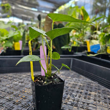 Load image into Gallery viewer, Anthurium Macrolobium 2.5&quot; Pot, Fedex 2 day*
