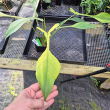 Load image into Gallery viewer, Philodendron Joepii Variegated, Exact Plant Ships Nationwide
