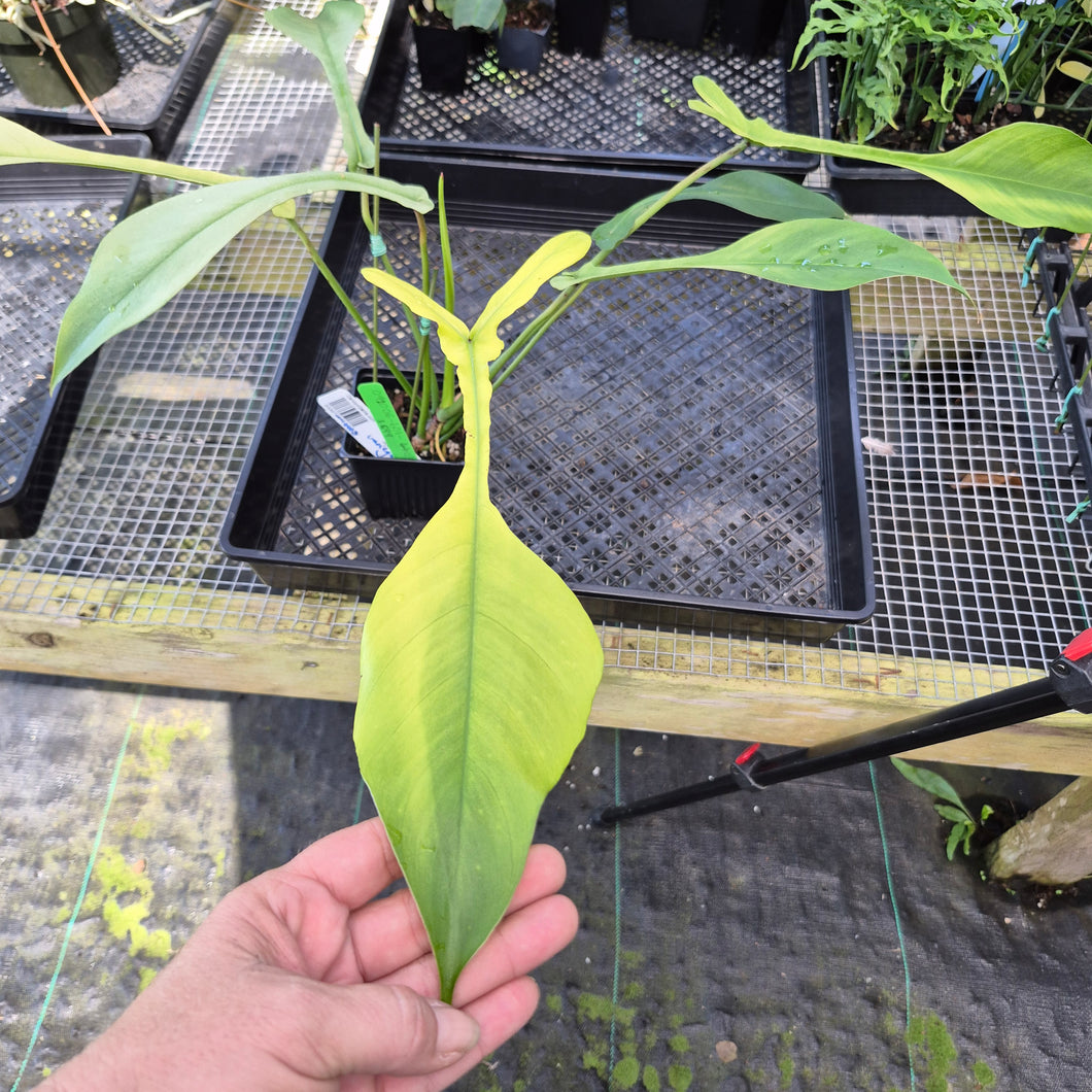 Philodendron Joepii Variegated, Exact Plant Ships Nationwide