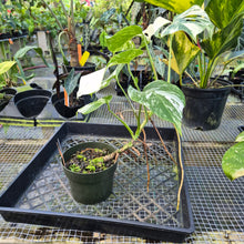 Load image into Gallery viewer, Monstera Borsigiana Albo Deliciosa, Exact Plant Variegated
