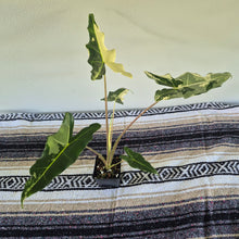 Load image into Gallery viewer, Alocasia sarian Albo, Exact Plant Ships Nationwide.
