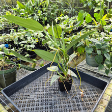 Load image into Gallery viewer, Philodendron Hastatum Silver Sword, Exact Plant Variegated Ships Nationwide
