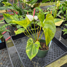 Load image into Gallery viewer, Anthurium Andraeanum White Heart, Exact Plant Variegated Ships Nationwide
