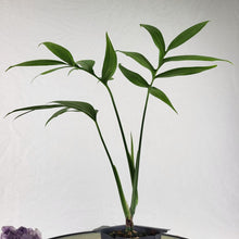 Load image into Gallery viewer, Monstera Subpinnata, Exact Plant Ships Nationwide
