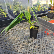 Load image into Gallery viewer, Anthurium Warocqueanum, Queen, Exact Plant Ships Nationwide
