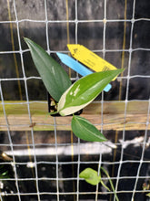 Load image into Gallery viewer, Scindapsus Blue Albo, Exact Plant Variegated Ships Nationwide
