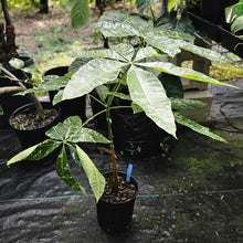 Load image into Gallery viewer, Pachira Aquatica Money Tree, Exact Plant Variegated grafted
