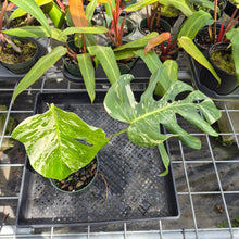 Load image into Gallery viewer, Monstera Borsigiana Albo Deliciosa, Exact Plant Variegated Ships Nationwide
