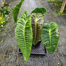 Load image into Gallery viewer, Anthurium Veitchii Narrow Form, Exact Plant XXL
