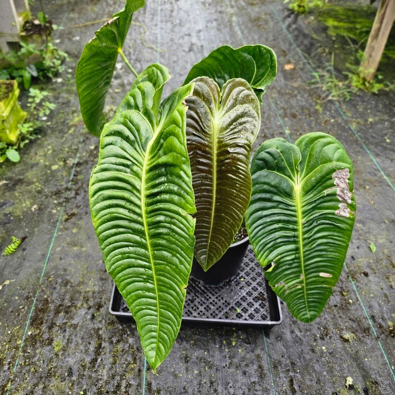 Anthurium Veitchii Narrow Form, Exact Plant XXL