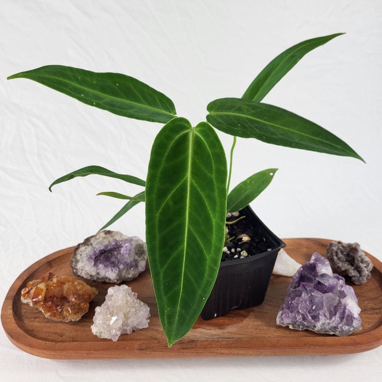 Anthurium Warocqueanum, Queen 4