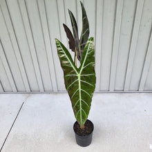 Load image into Gallery viewer, Alocasia Longiloba, Denudata, Exact Plant X-Large
