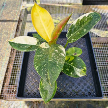 Load image into Gallery viewer, Philodendron Green Congo Nuclear, Exact Plant Variegated
