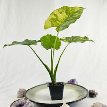 Load image into Gallery viewer, Alocasia Gageana Aurea, Exact Plant Variegated
