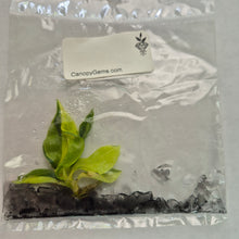 Load image into Gallery viewer, Philodendron Jungle Fever Variegated Tissue Culture Fedex 2day*
