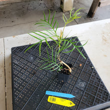 Load image into Gallery viewer, Philodendron Tortum 2.5" pot, Fedex 2day*
