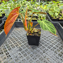 Load image into Gallery viewer, Philodendron Verrucosum Amazon Sunset exact plant, Fedex 2day*
