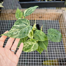 Load image into Gallery viewer, Philodendron Hederaceum Heart leaf, Exact Plant 2 plant pot Ships Nationwide
