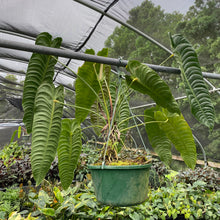 Load image into Gallery viewer, Anthurium Veitchii exact plant, Fedex 2day*
