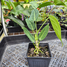 Load image into Gallery viewer, Anthurium Warocqueanum, Queen, Exact Plant Ships Nationwide
