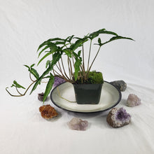 Load image into Gallery viewer, Syngonium Angustatum Little Star, Exact Plant double plant pot
