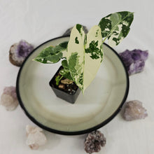 Load image into Gallery viewer, Alocasia Frydek, Exact Plant Variegated double plant Ships Nationwide
