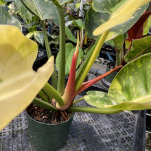 Load image into Gallery viewer, Philodendron Green Congo Nuclear Variegated exact plant, Fedex 2day
