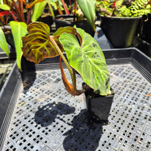 Load image into Gallery viewer, Philodendron Verrucosum Amazon Sunset, Exact Plant Ships Nationwide
