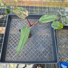 Load image into Gallery viewer, Philodendron Dark Lord, Exact Plant Ships Nationwide

